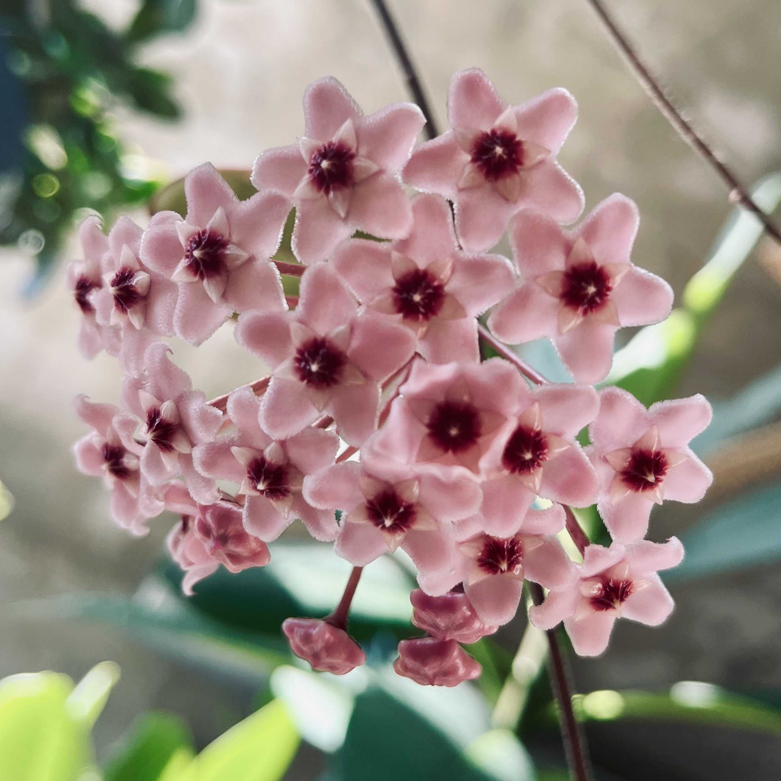 Hoya carnosa flower